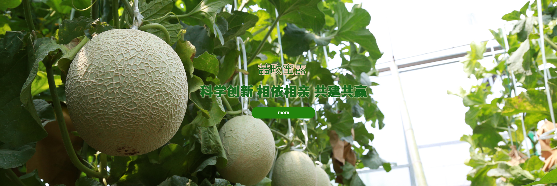 九游官网app